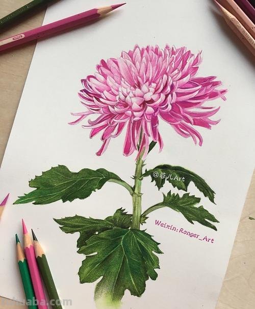 菊花树怎么画彩铅 很茂密的树怎么用彩铅画？