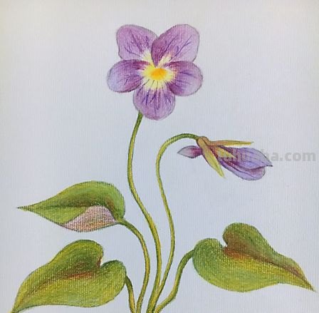 杏花怎么画彩铅图 怎么用彩铅画出四季花园？