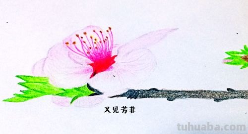 杏花怎么画彩铅图 怎么用彩铅画出四季花园？