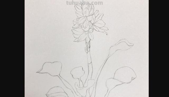 杏花怎么画彩铅图 怎么用彩铅画出四季花园？