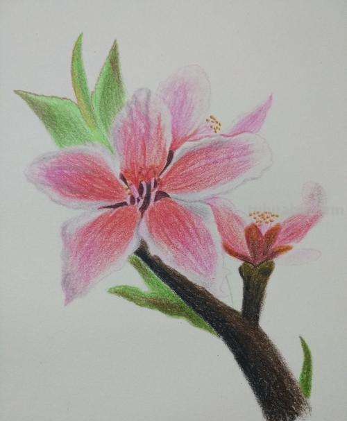 杏花怎么画彩铅图 怎么用彩铅画出四季花园？
