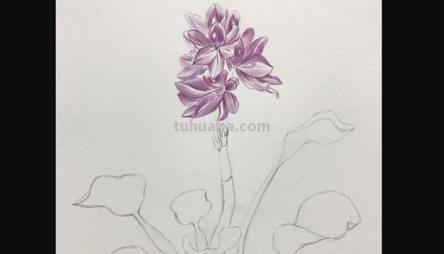 杏花怎么画彩铅图 怎么用彩铅画出四季花园？