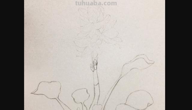 杏花怎么画彩铅图 怎么用彩铅画出四季花园？