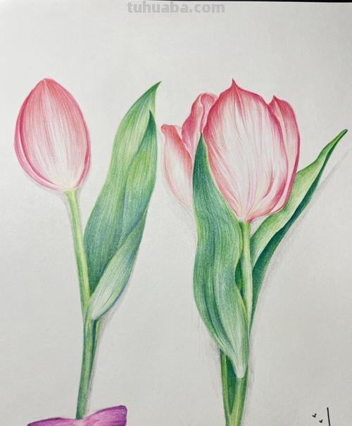 彩铅怎么画才能快乐 彩铅入门？