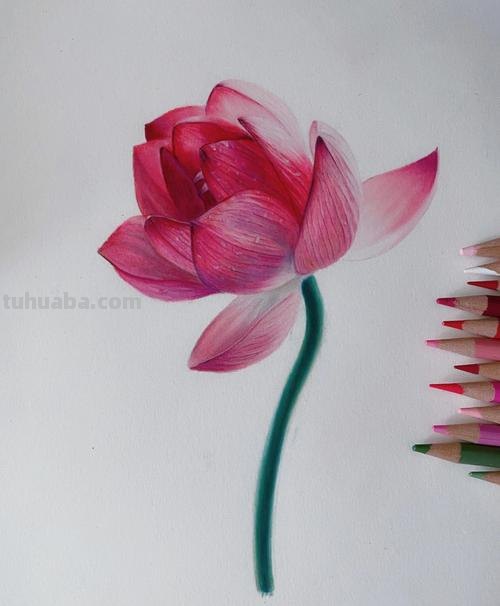 彩铅花卉 背景怎么画 荷花彩铅绘画步骤过程？