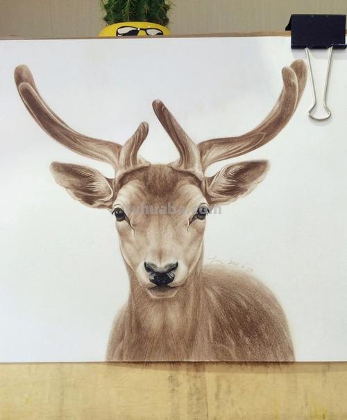 彩铅的鹿怎么画 如何画鹿全身？