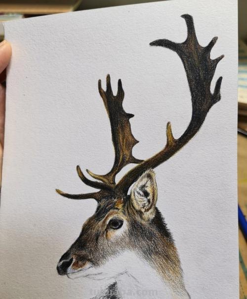 彩铅的鹿怎么画 如何画鹿全身?
