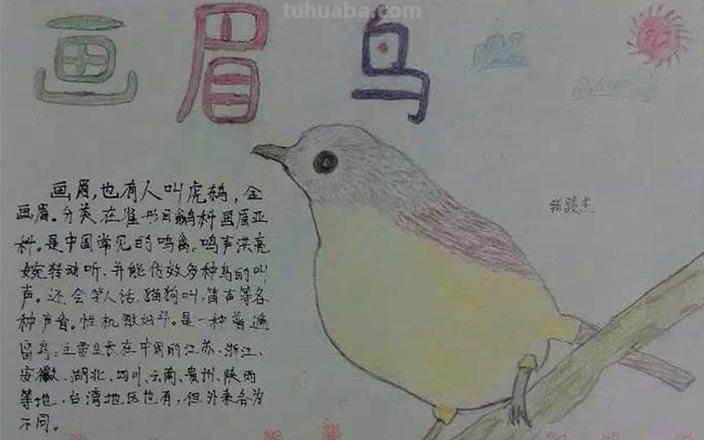 鸟怎么画手抄报 简笔鸟的画？