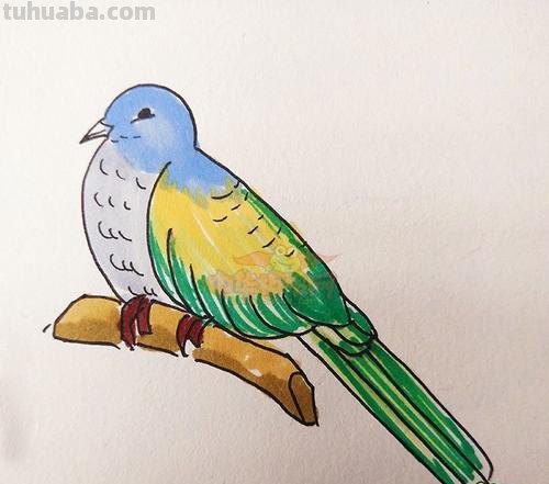 鸟怎么画手抄报 简笔鸟的画？