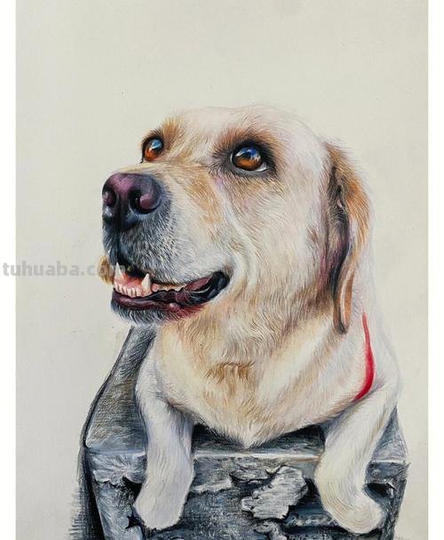 小狗彩铅素描怎么画 4年级怎么用彩铅画动物？