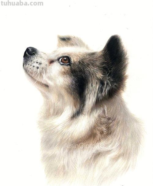 小狗彩铅素描怎么画 4年级怎么用彩铅画动物?