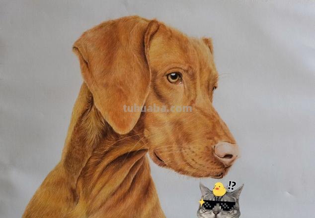 小狗彩铅素描怎么画 4年级怎么用彩铅画动物?