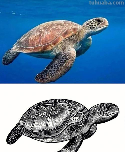海龟怎么画简笔画 海龟画画？