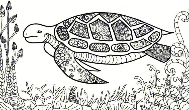 海龟怎么画简笔画 海龟画画？