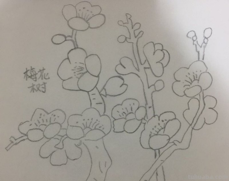 梅花简笔画怎么画 梅花简笔画怎么画，梅花的画法？