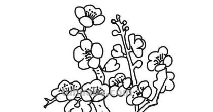 梅花简笔画怎么画 梅花简笔画怎么画，梅花的画法？