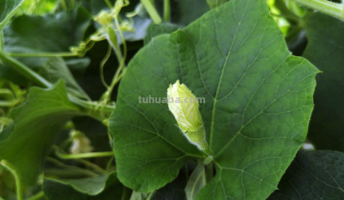 儿童绕口令 短一点