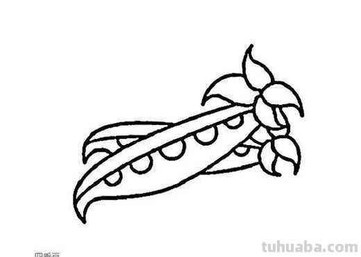 豌豆怎么画简笔画 怎样画一个简单又漂亮的四季豆？