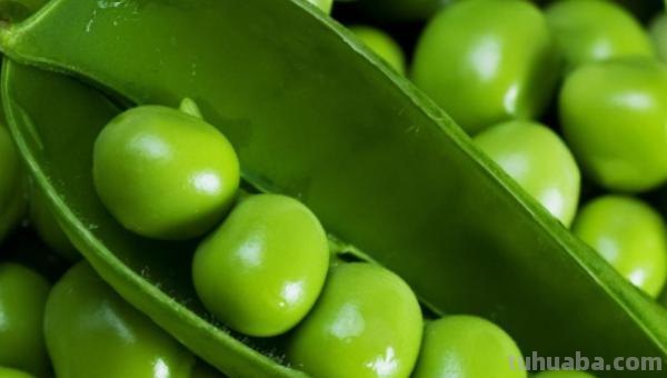 豌豆怎么画简笔画 怎样画一个简单又漂亮的四季豆？