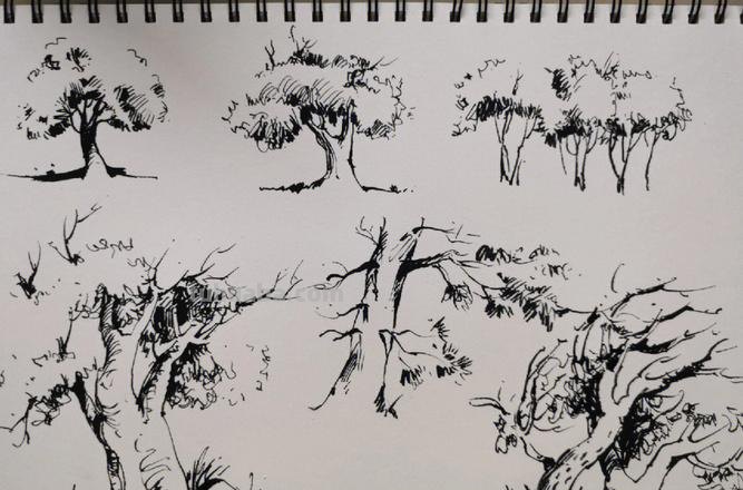灌木速写树 树木速写技法表现？