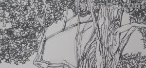 灌木速写树 树木速写技法表现？