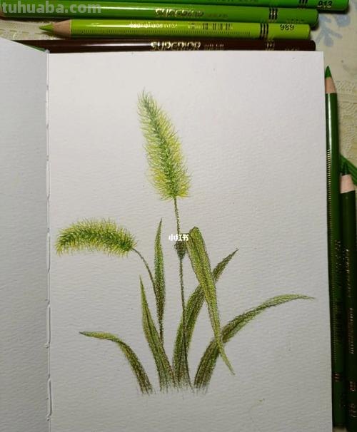 小草怎么画 彩铅图片 小草绘画?