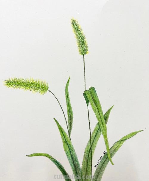 小草怎么画 彩铅图片 小草绘画?