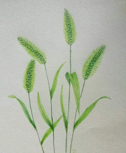 小草怎么画 彩铅图片 小草绘画？