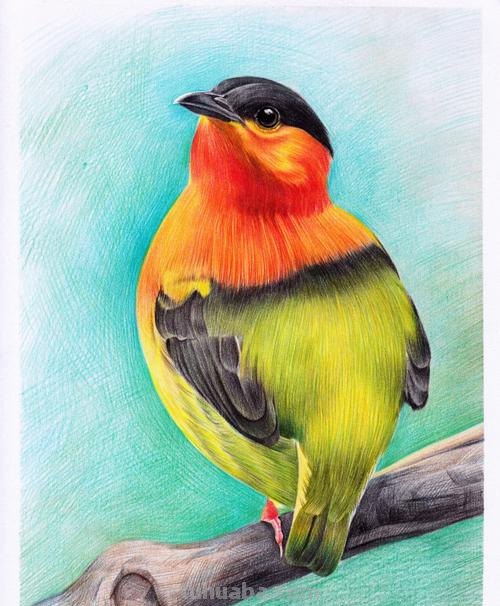 小鸟彩铅手绘怎么画 怎样画鸟【简笔画】？