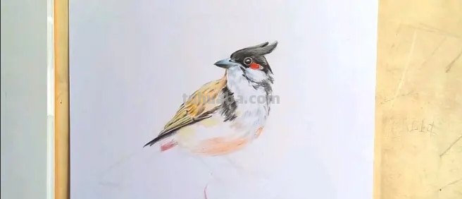 小鸟彩铅手绘怎么画 怎样画鸟【简笔画】？