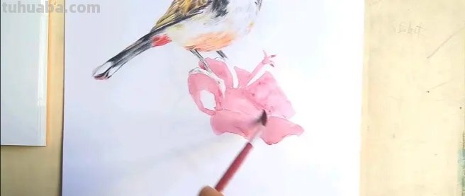 小鸟彩铅手绘怎么画 怎样画鸟【简笔画】？