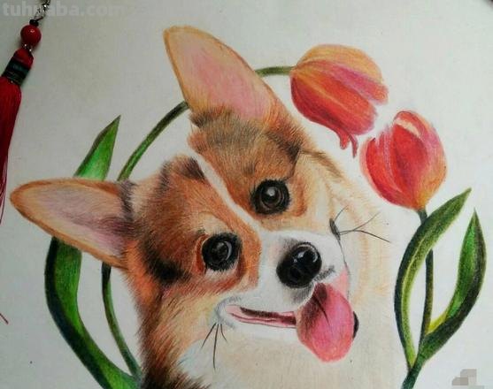 怎么用彩铅画狗 如何画动物？