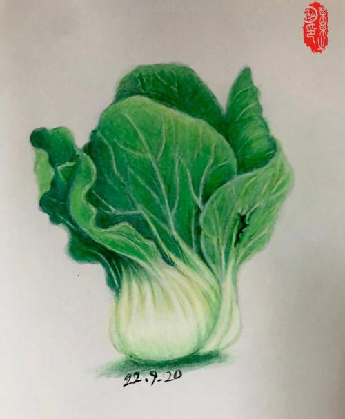 白菜怎么画 彩铅色 白菜色彩怎么调？