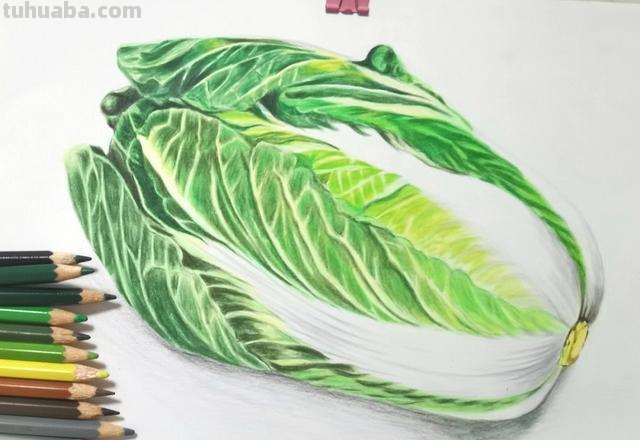 白菜怎么画 彩铅色 白菜色彩怎么调？