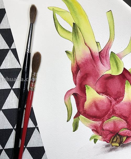 色彩火龙果的调色方法,让你的绘画更加生动立体!