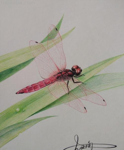 蜻蜓用彩铅怎么画 蜻蜓怎么画好看？