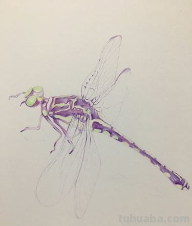 蜻蜓用彩铅怎么画 蜻蜓怎么画好看？