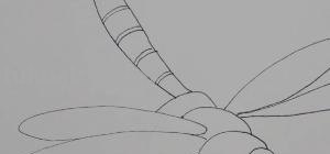 蜻蜓用彩铅怎么画 蜻蜓怎么画好看？