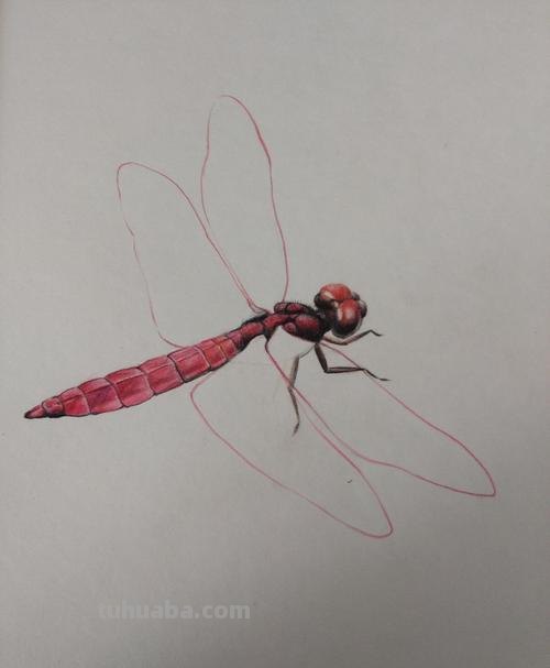 蜻蜓用彩铅怎么画 蜻蜓怎么画好看？