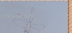 蜻蜓用彩铅怎么画 蜻蜓怎么画好看？