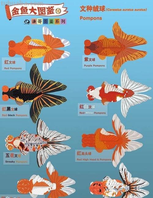 金鱼的色彩及金鱼的色彩搭配