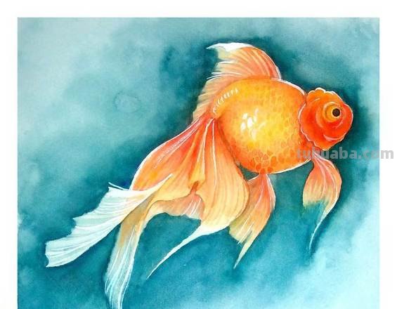 金鱼的色彩及金鱼的色彩搭配