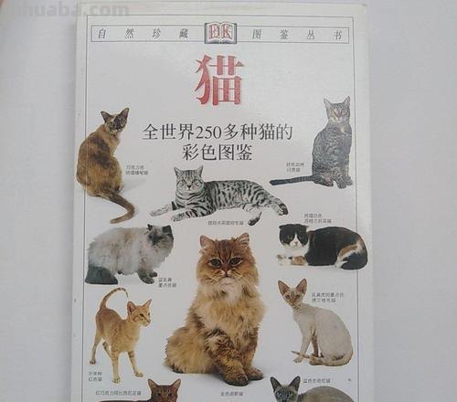探秘猫色彩网：猫的色彩世界 