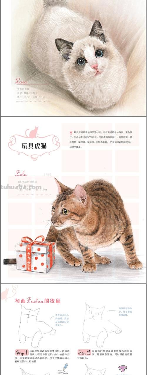 探秘猫色彩网:猫的色彩世界