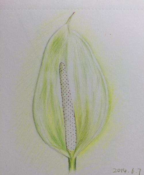 人物阴影怎么画彩铅 白掌彩铅画？