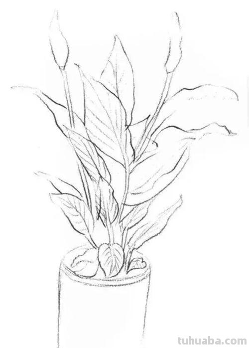 人物阴影怎么画彩铅 白掌彩铅画?