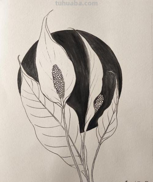 人物阴影怎么画彩铅 白掌彩铅画?