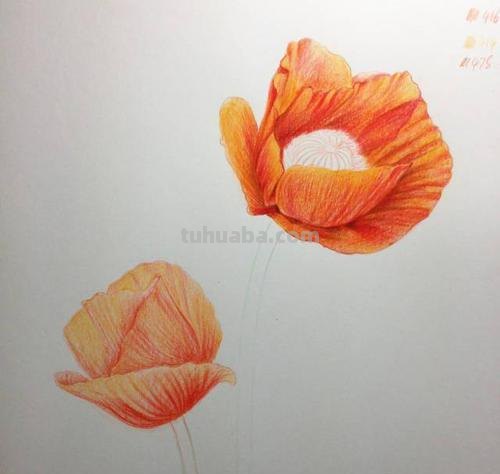 怎么用彩铅画罂粟 彩铅画烟花？