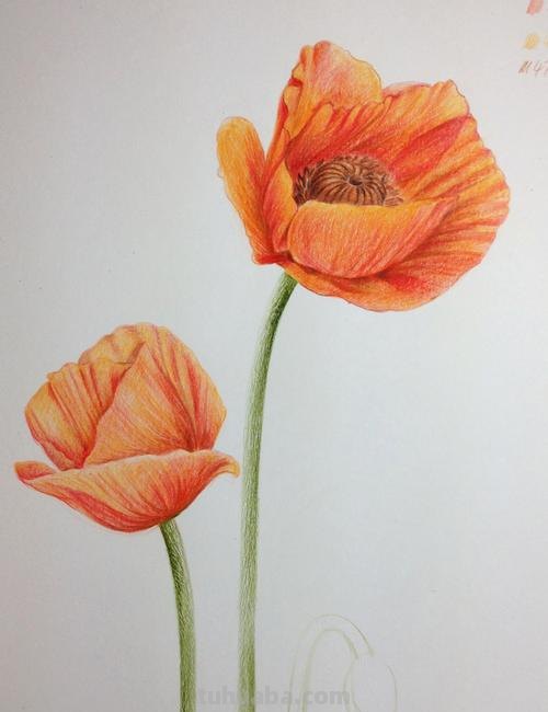 怎么用彩铅画罂粟 彩铅画烟花？