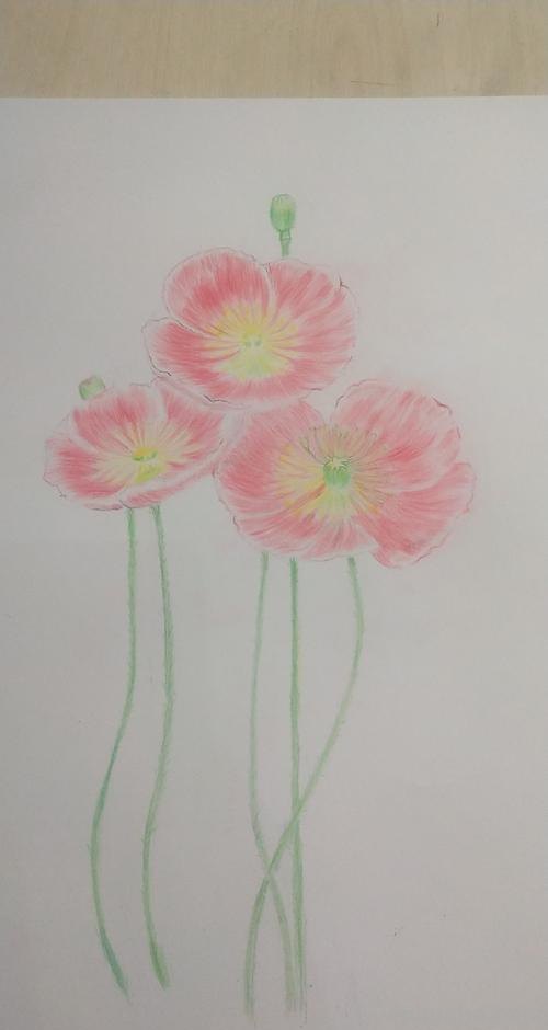 怎么用彩铅画罂粟 彩铅画烟花？